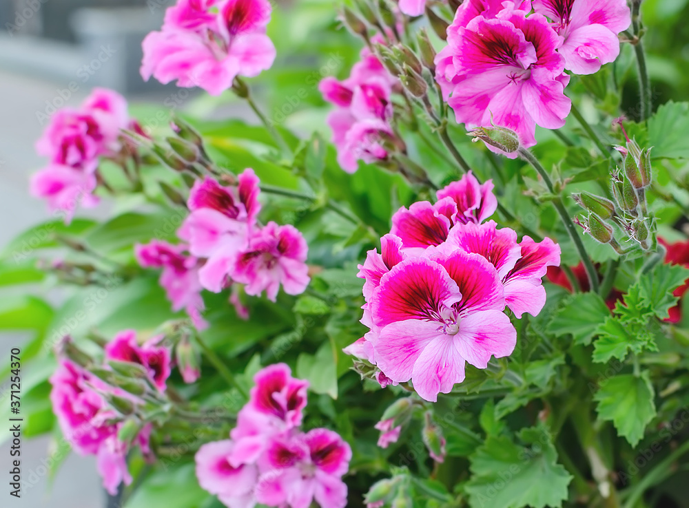 geranium blooming with bright flowers close up