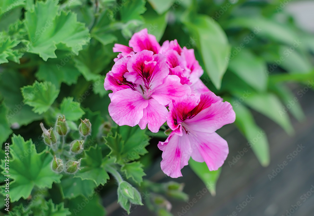 geranium blooming with bright flowers close up