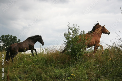 horses running across a rural field © Diana Kozii
