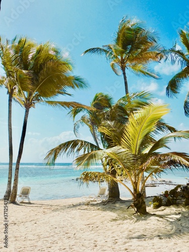 Fototapeta Naklejka Na Ścianę i Meble -  palms on a Caribbean beach