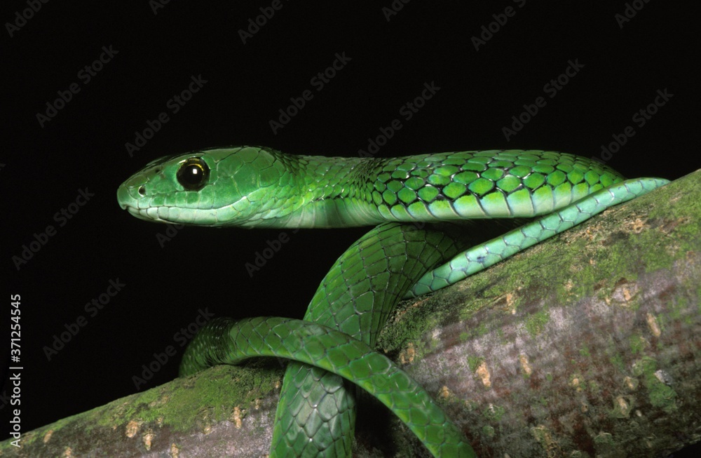 Spotted Bush Snake, philothamnus semivariegatus Spotted Bush Snake, philothamnus semivariegatus