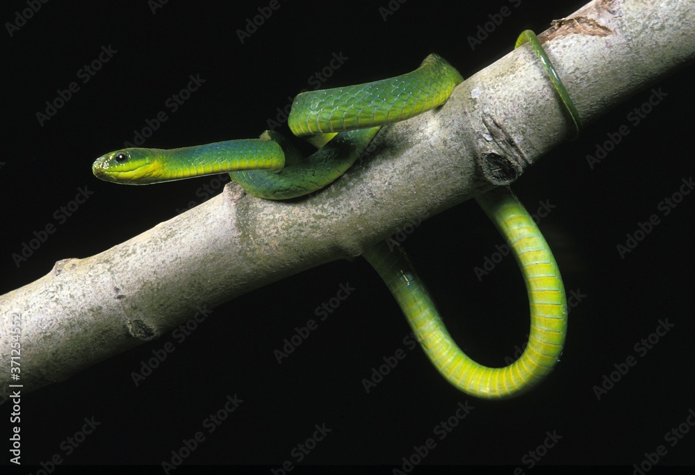 Obraz premium Green Snake, opheodrys major against Black Background