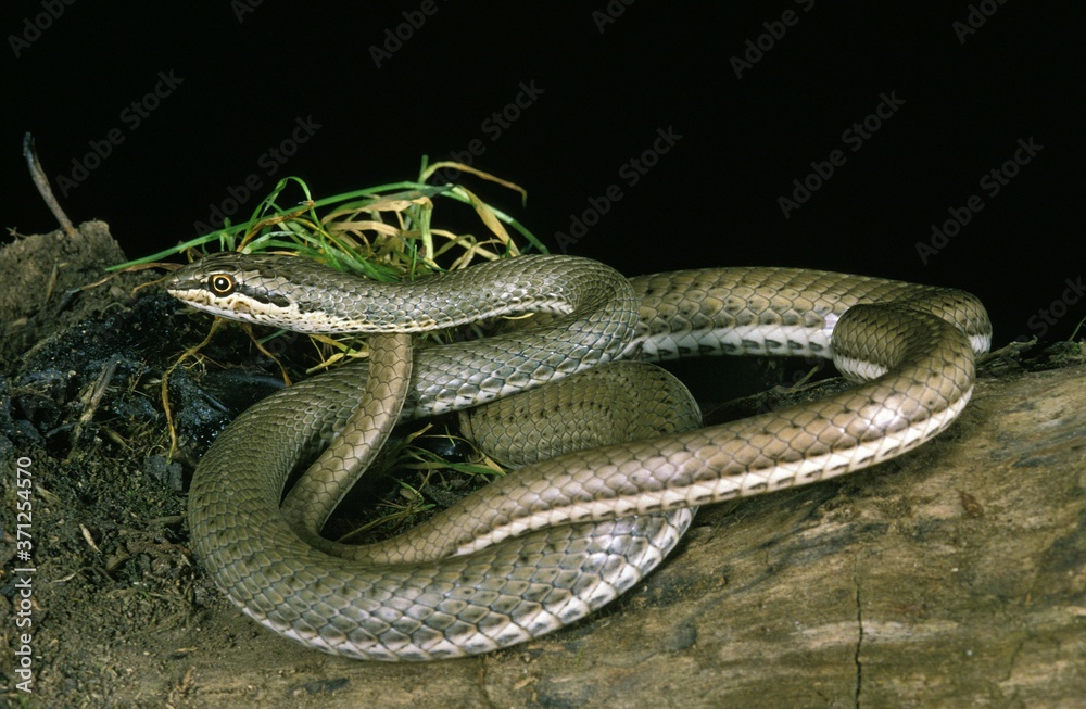 Obraz premium Schokar Sand Racer, psammophis schokari