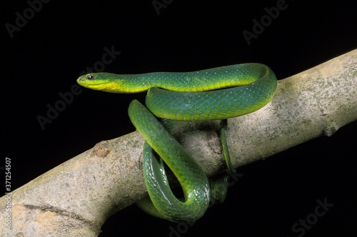 Green Snake, opheodrys major against Black Background