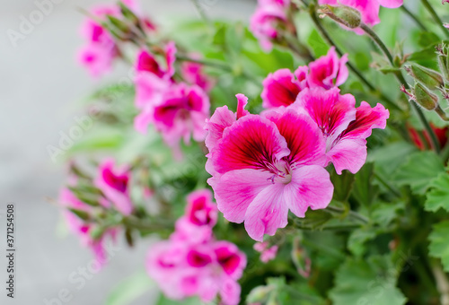 geranium blooming with bright flowers close up