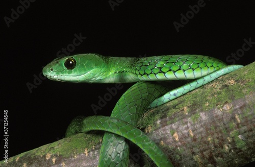 Spotted Bush Snake, philothamnus semivariegatus