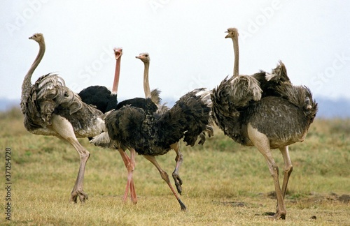 Ostrich, struthio camelus, Group with Females and Males, Nairobi Park in Kenya