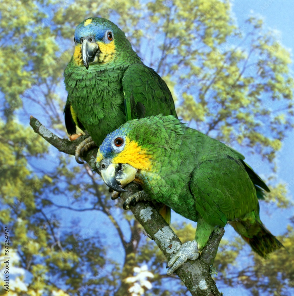Orange-Winged Parrot, amazona amazonica, Adults standing on Branch