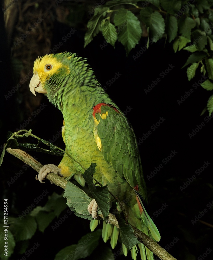 Yellow-Headed Parrot, amazona oratrix, Adult standing on Branch