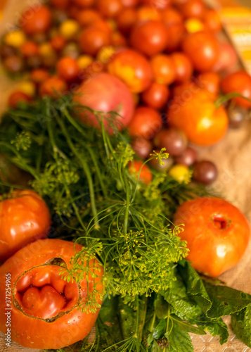 tomatoes of different shapes  colors and sizes  harvest time