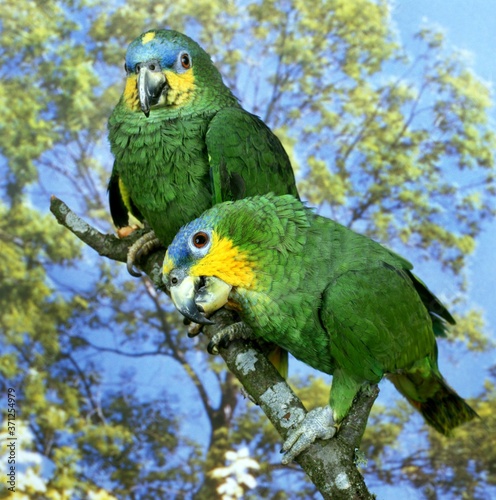 Orange-Winged Parrot, amazona amazonica, Adults standing on Branch photo