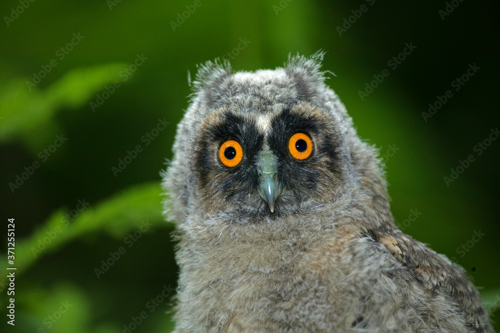 Long-eared Owl, asio otus, Portrait of Chick, Normandy