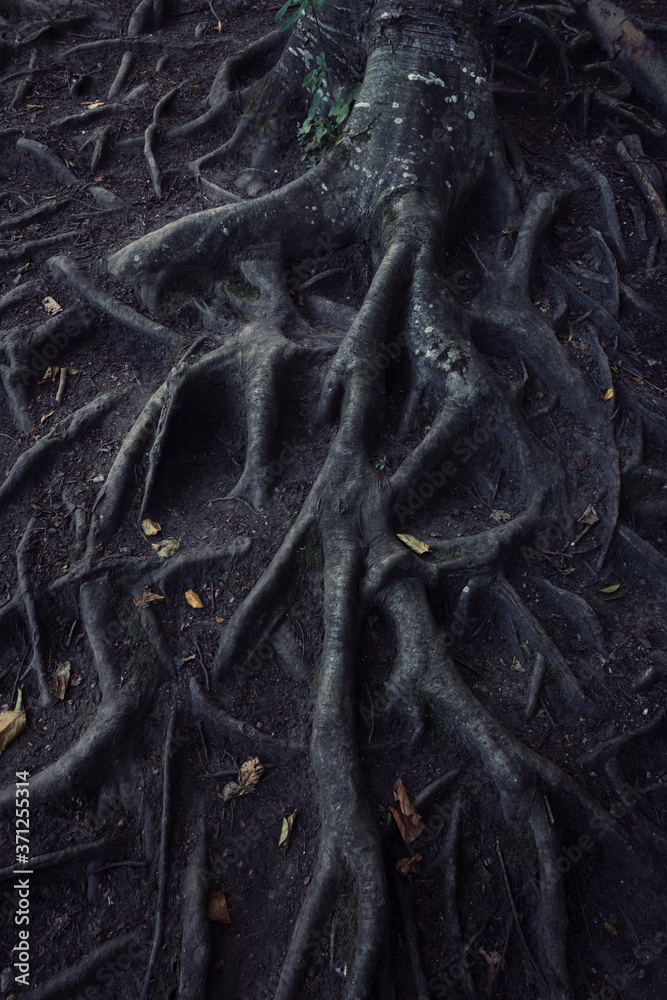 Dark twisted roots in haunted Halloween forest Dark twisted roots in haunted Halloween forest