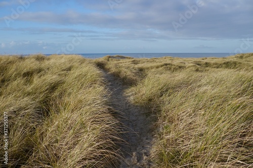 grass path towards a beach