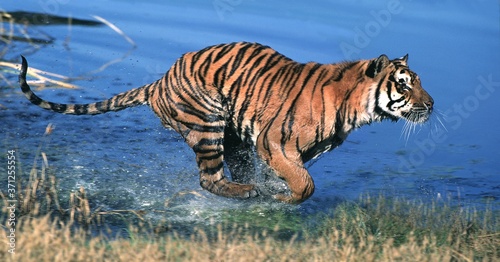 Bengal Tiger, panthera tigris tigris, Adult running through Water