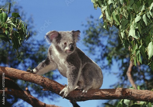 Photography Koala, phascolarctos cinereus, Adult sitting on Branch, Australia