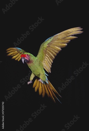 Military Macaw, ara militaris, Adult in Flight