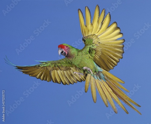 Military Macaw, ara militaris, Adult in Flight © slowmotiongli