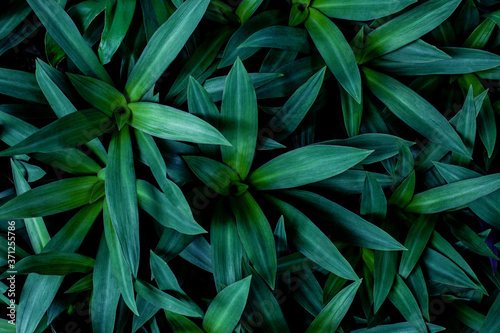 closeup nature view of green leaf in garden, dark tone nature background, tropical leaf