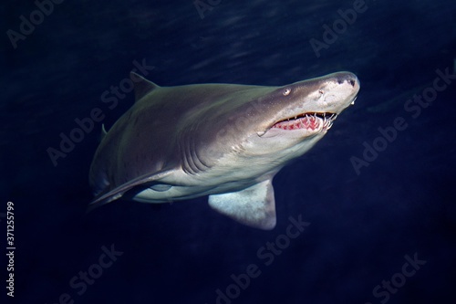 Sand Tiger Shark or Grey Nurse Shark  carcharias taurus