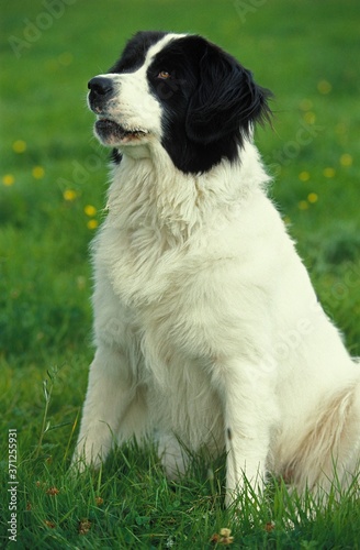 Landseer Dog sitting on Grass