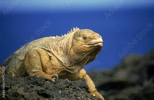 Galapagos Land Iguana, conolophus subcristatus, Adult standing on Rock photo