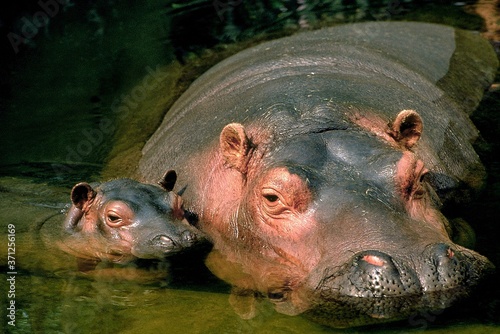 Hippopotamus, hippopotamus amphibius, Mother with Calf standing in River, Masai Mara Park in Kenya