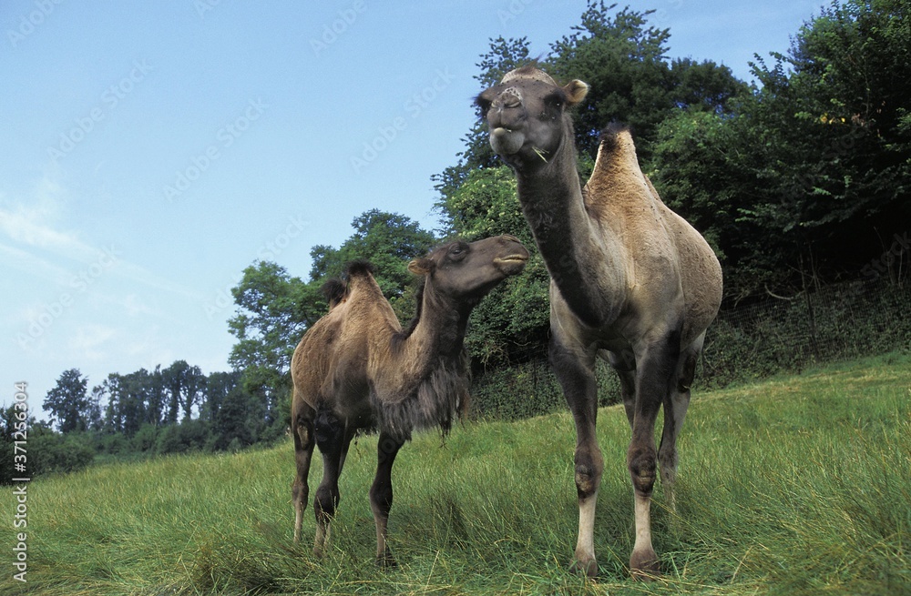 Fototapeta premium Bactrian Camel, camelus bactrianus
