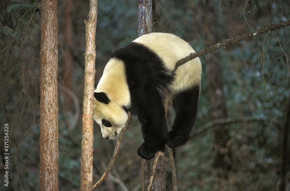 Obraz premium Giant Panda, ailuropoda melanoleuca, Adult standing on Branch, Wolong Reserve in China
