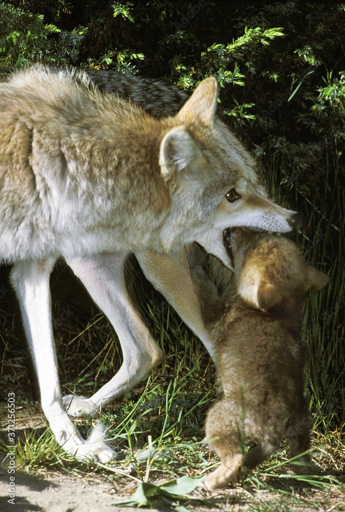 Coyote, canis latrans, Mother with Cub, Montana Coyote, canis latrans, Mother with Cub, Montana
