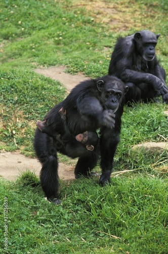 Chimpanzee  pan troglodytes  Mother with Young