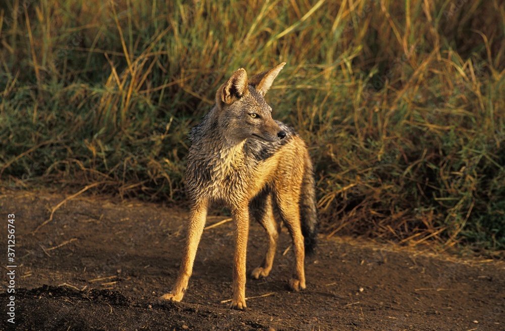 Fototapeta premium Black-Backed Jackal, canis mesomelas, Masai Mara Park in Kenya