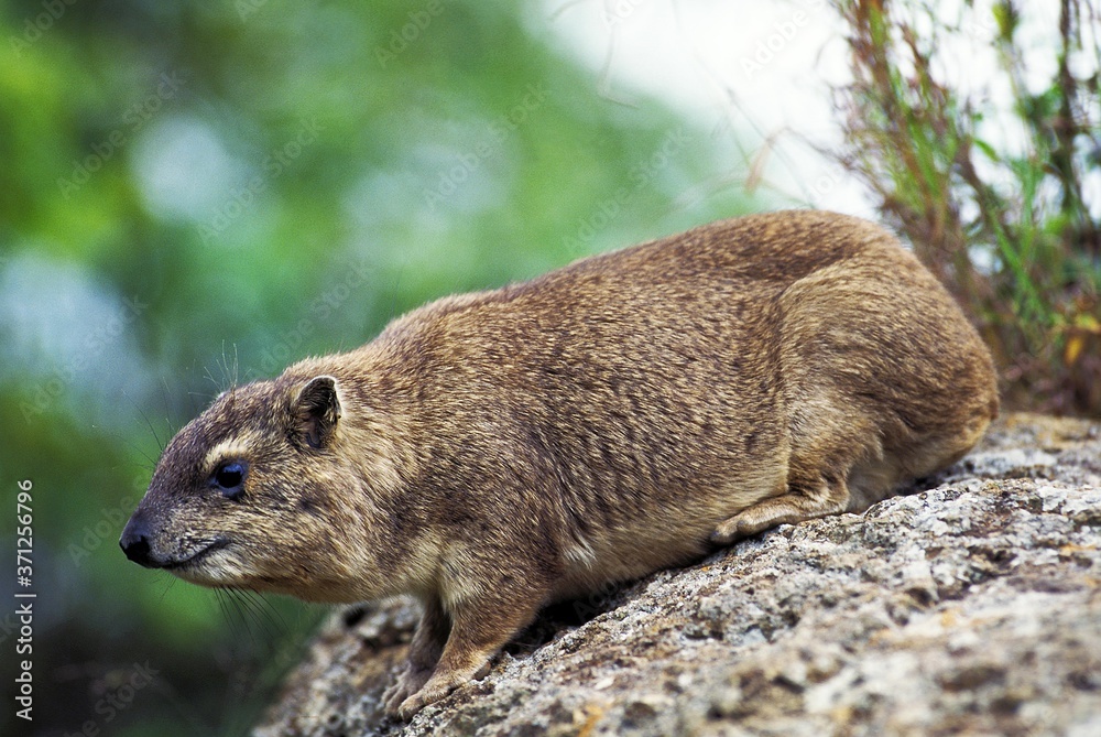 Rock Hyrax or Cape Hyrax, procavia capensis, Adult standing on Rock, Hell's Gate Park in Kenya Rock Hyrax or Cape Hyrax, procavia capensis, Adult standing on Rock, Hell's Gate Park in Kenya