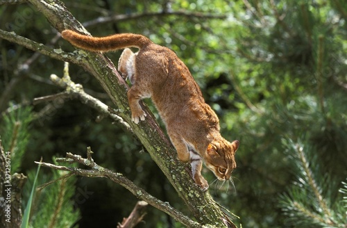 Rusty-Spotted Cat, prionailurus rubiginosus, Adult standing on Branch photo