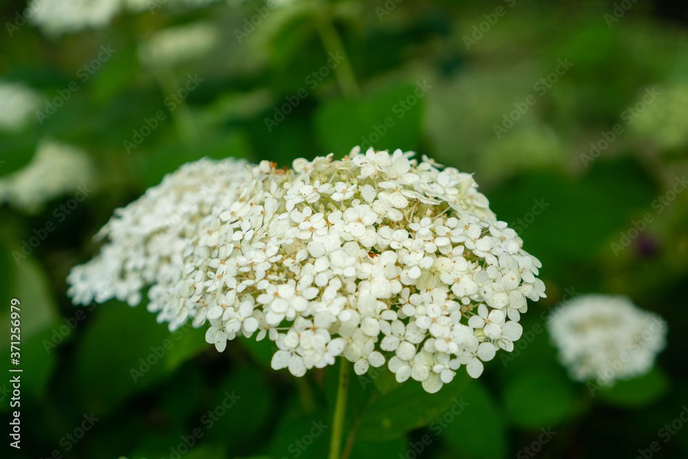 White hydrangea in the garden for holiday bouquets White hydrangea in the garden for holiday bouquets