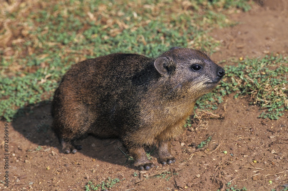 Rock Hyrax or Cape Hyrax, procavia capensis, Adult standing on Rock, Hell's Gate Park in Kenya Rock Hyrax or Cape Hyrax, procavia capensis, Adult standing on Rock, Hell's Gate Park in Kenya