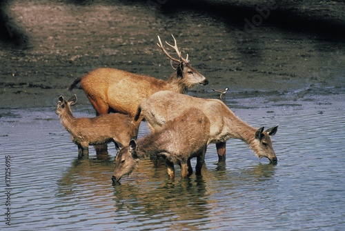 Photography Sambar Deer, cervus unicolor, Male with its Harem