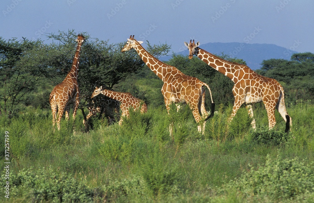 Fototapeta premium Reticulated Giraffe, giraffa camelopardalis reticulata, Herd in Savannah, Samburu Park in Kenya
