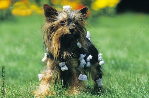 Yorkshire Terrier, Grooming © slowmotiongli