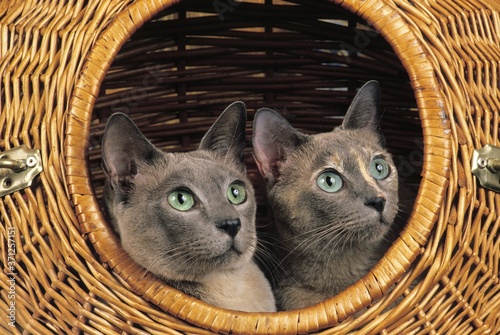 Foto Tonkinese Domestic Cat standing in Basket