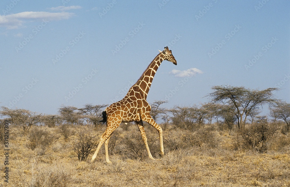 Obraz premium Reticulated Giraffe, giraffa camelopardalis reticulata, Adult running through Savannah, Samburu Park in Kenya
