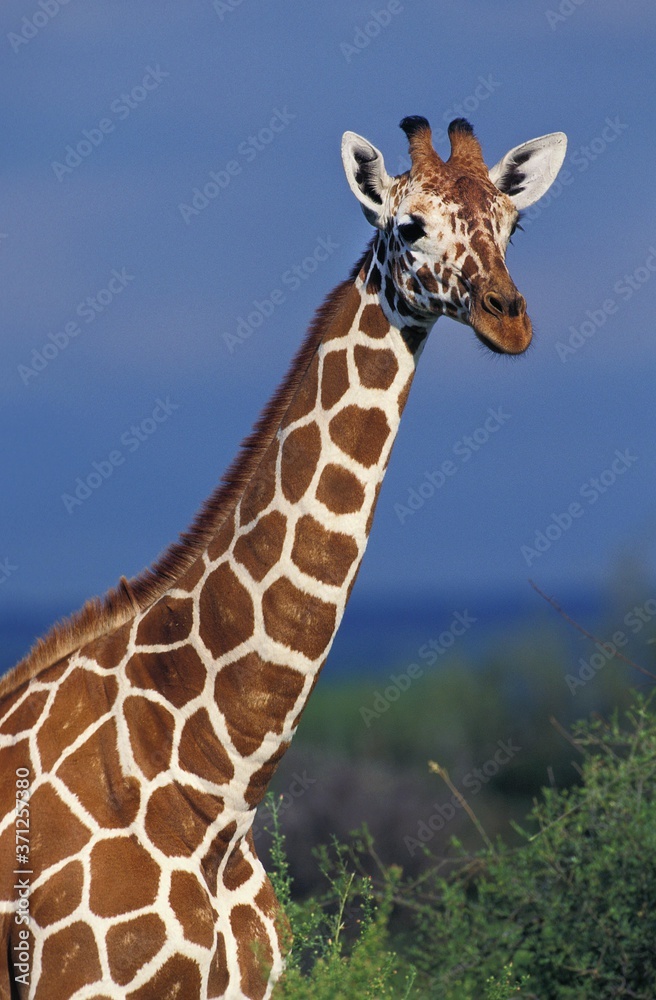 Fototapeta premium Reticulated Giraffe, giraffa camelopardalis reticulata, Portrait of Adult, Samburu Park in Kenya