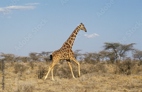 Reticulated Giraffe, giraffa camelopardalis reticulata, Adult running through Savannah, Samburu Park in Kenya