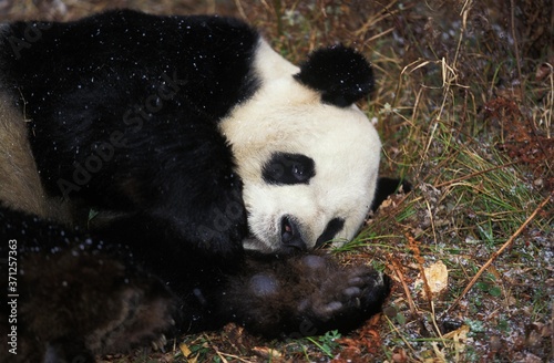 Giant Panda  ailuropoda melanoleuca  Adult resting  Wolong Reserve in China