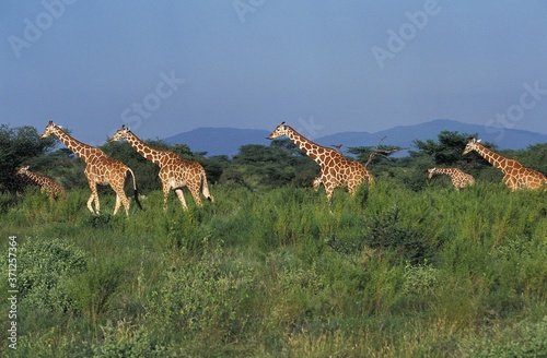 Fototapeta Naklejka Na Ścianę i Meble -  Reticulated Giraffe, giraffa camelopardalis reticulata, Herd in Savannah, Samburu Park in Kenya
