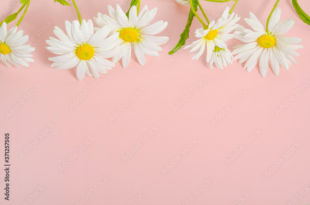 Chamomile card background on pink background with copy space