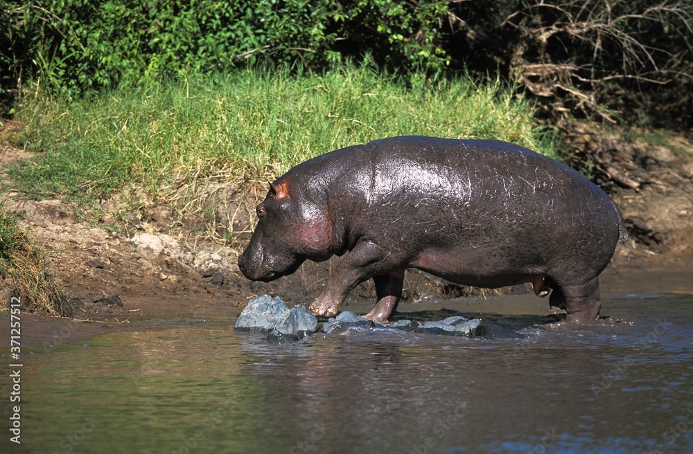 Hippopotamus, hippopotamus amphibius, Adult emerging from River, Masai Mara Park in Kenya Hippopotamus, hippopotamus amphibius, Adult emerging from River, Masai Mara Park in Kenya