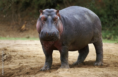 Hippopotamus, hippopotamus amphibius, Masai Mara Park in Kenya