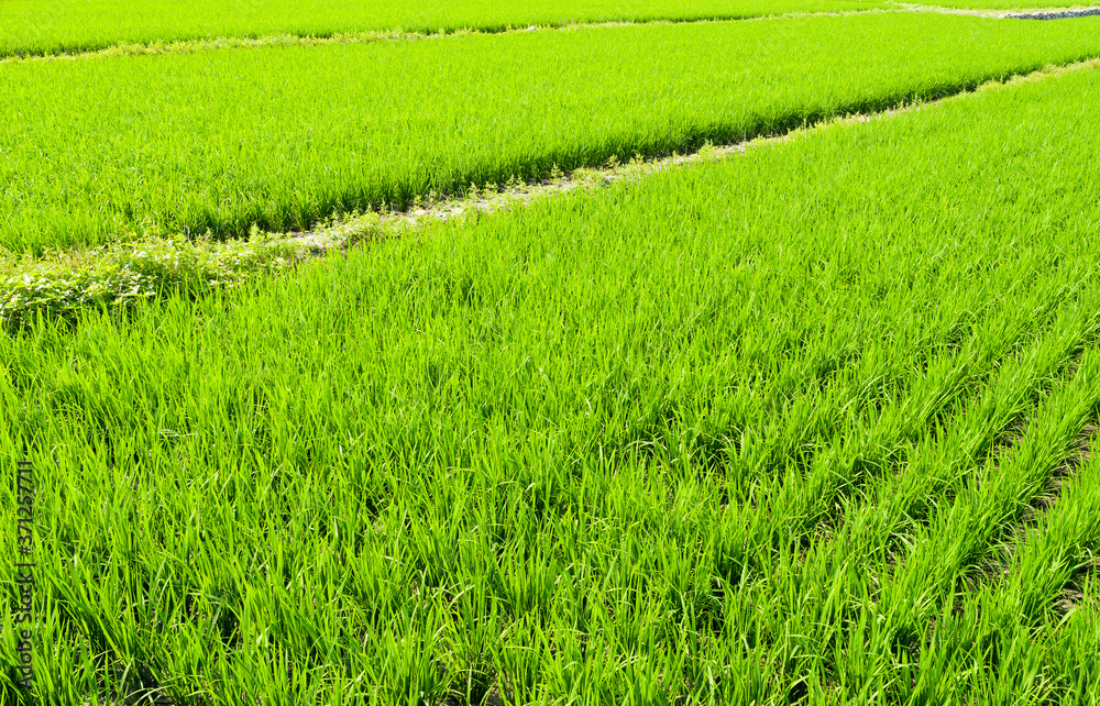 rice seedlings growing on the fields in Meinong, Kaohsiung, Taiwan. rice seedlings growing on the fields in Meinong, Kaohsiung, Taiwan.