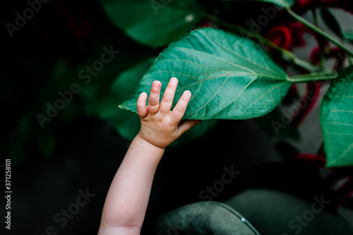 Toddler hand gripping plant